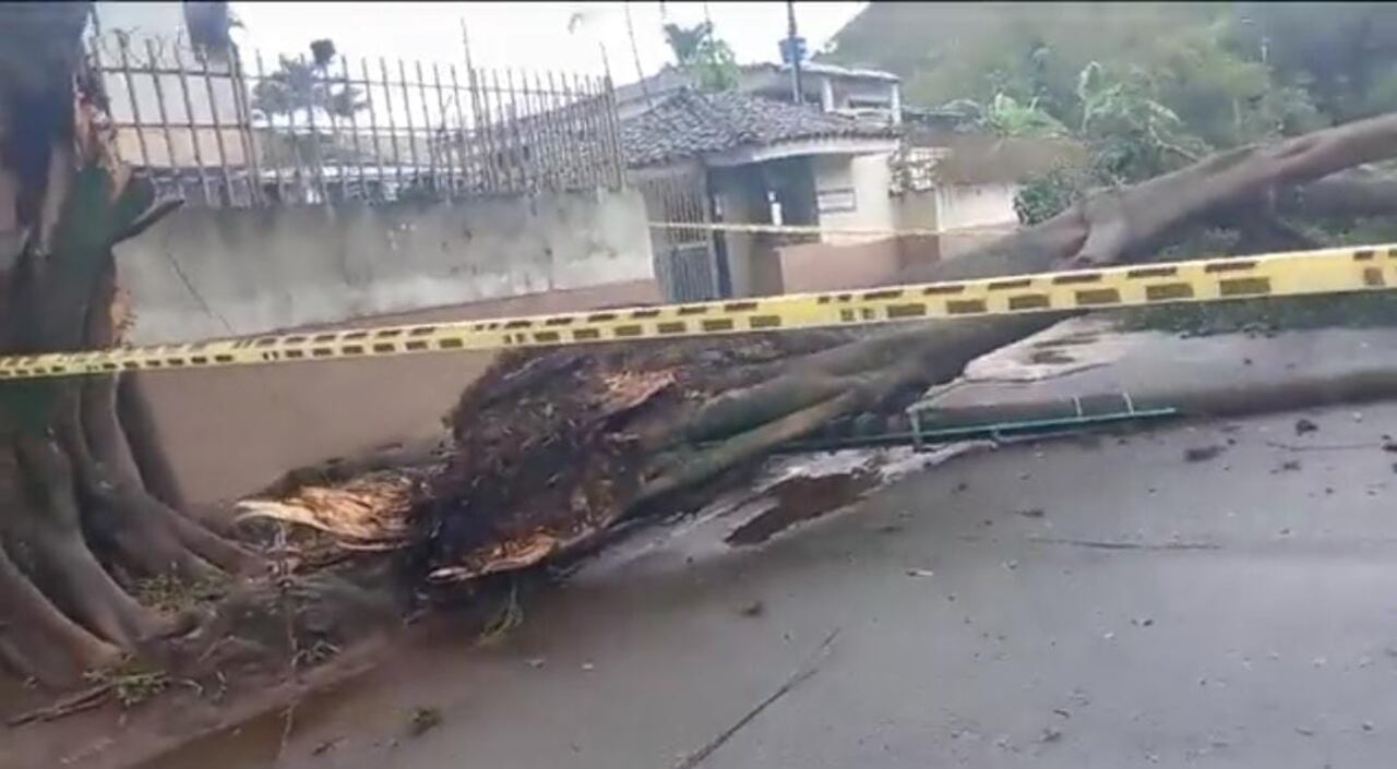 El árbol se desprendió casi que desde la raíz. Afortunadamente no se reportaron daños estructurales ni personas lesionadas por el hecho.