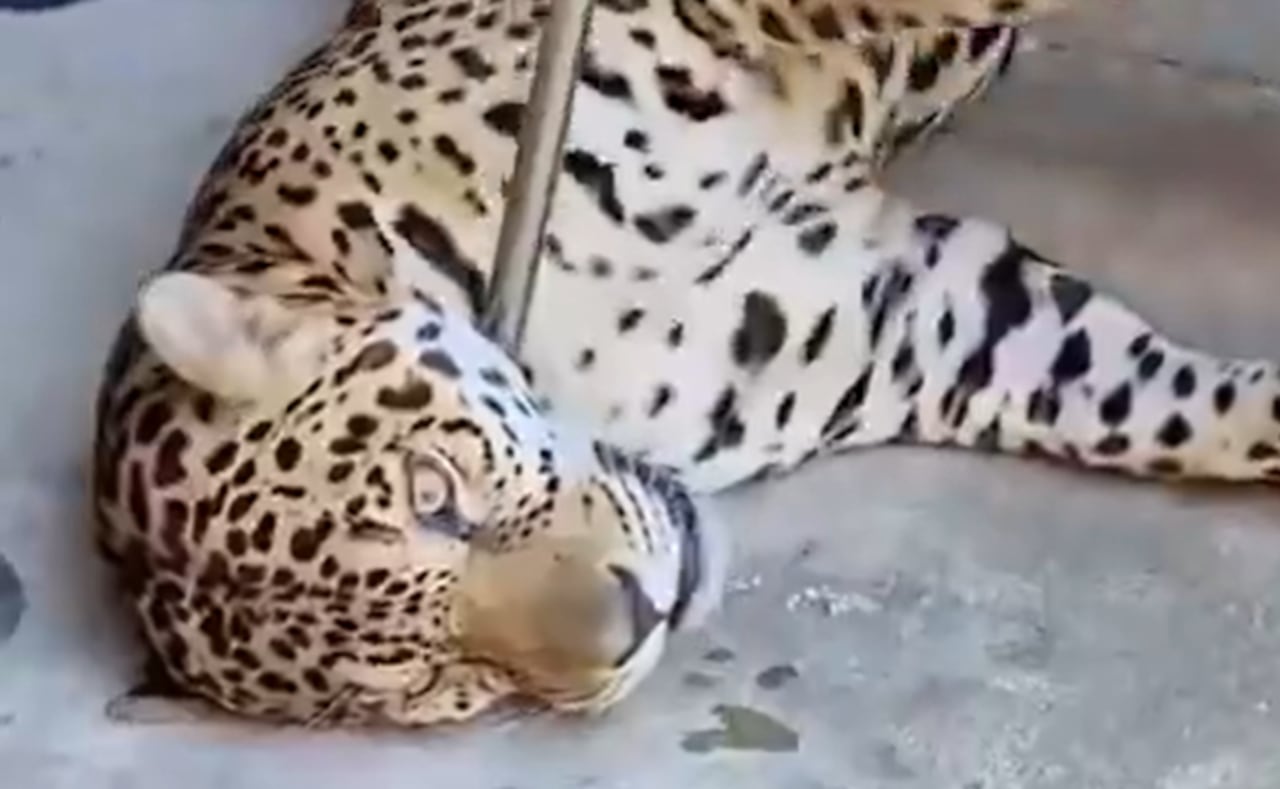 El jaguar que había sido rescatado de la Universidad Nacional, sede Amazonía.