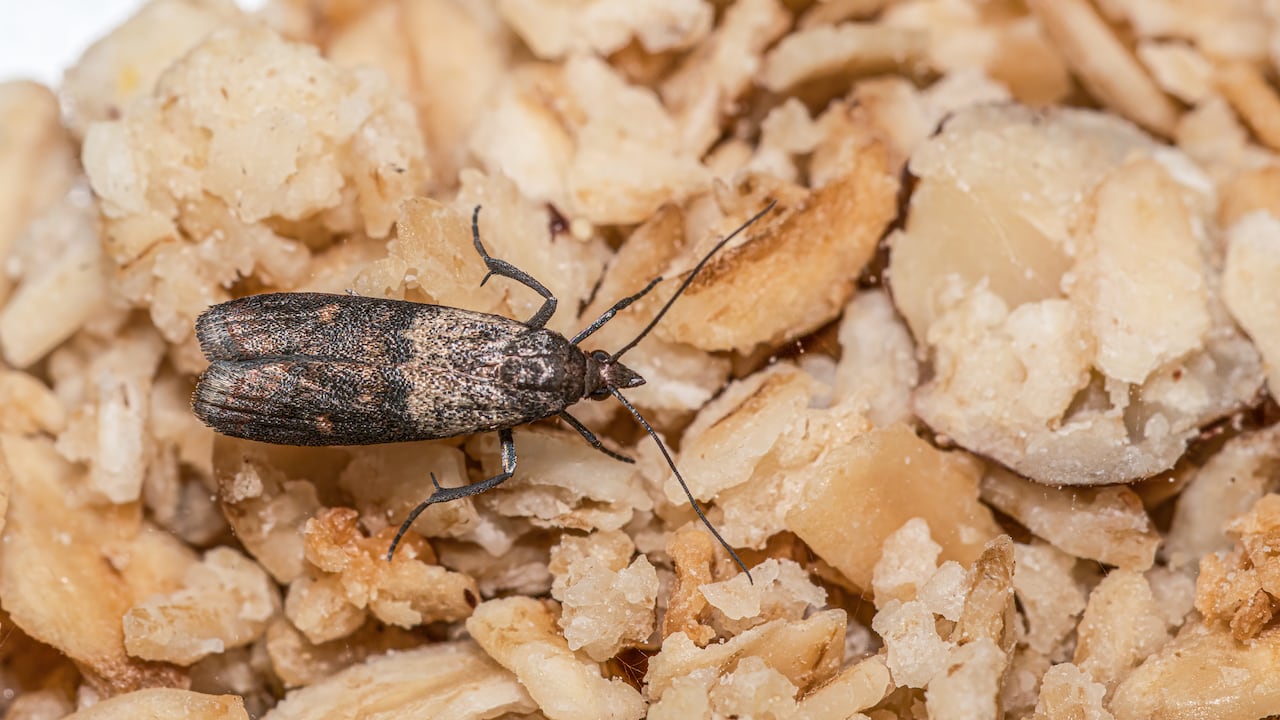 El desafío de las polillas en la cocina no tiene por qué ser insuperable. Métodos naturales ofrecen una forma práctica de gestionar esta plaga sin el uso de productos químicos que podrían afectar la calidad del ambiente doméstico.