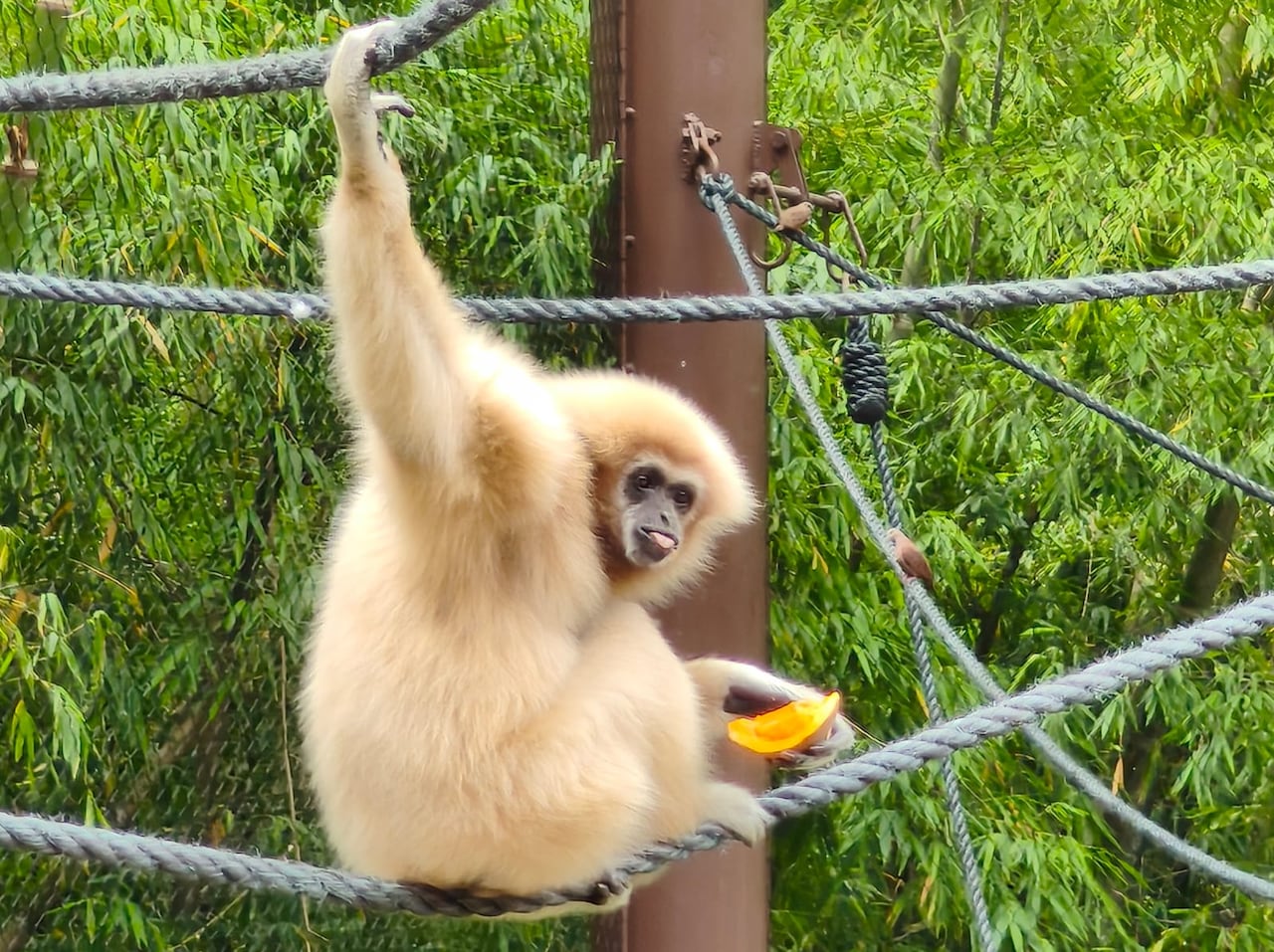 El gibón de manos blancas es un primate arborícola característico del sudeste asiático.