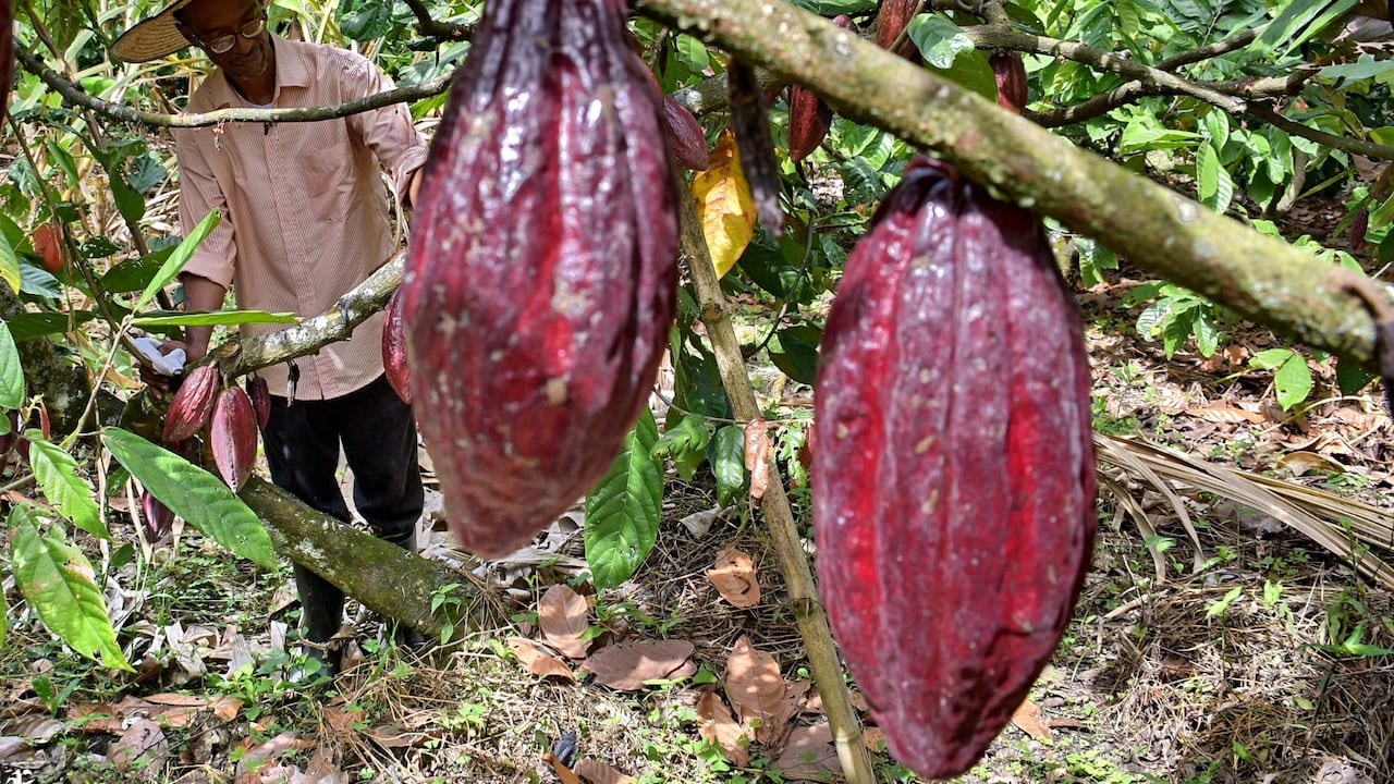El cacao es uno de los protagonistas de este convenio entre Asocaña y los campesinos de esta zona del país.