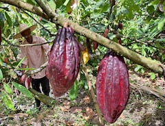 El cacao es uno de los protagonistas de este convenio entre Asocaña y los campesinos de esta zona del país.