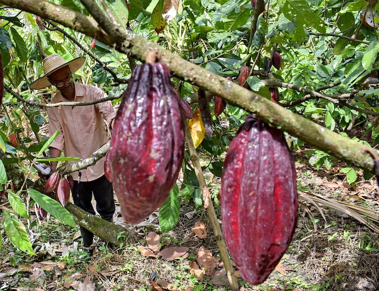 El cacao es uno de los protagonistas de este convenio entre Asocaña y los campesinos de esta zona del país.