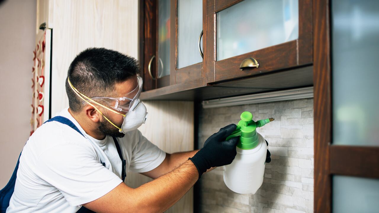 Lucha contra la invasión de cucarachas en casa: métodos que realmente funcionan.