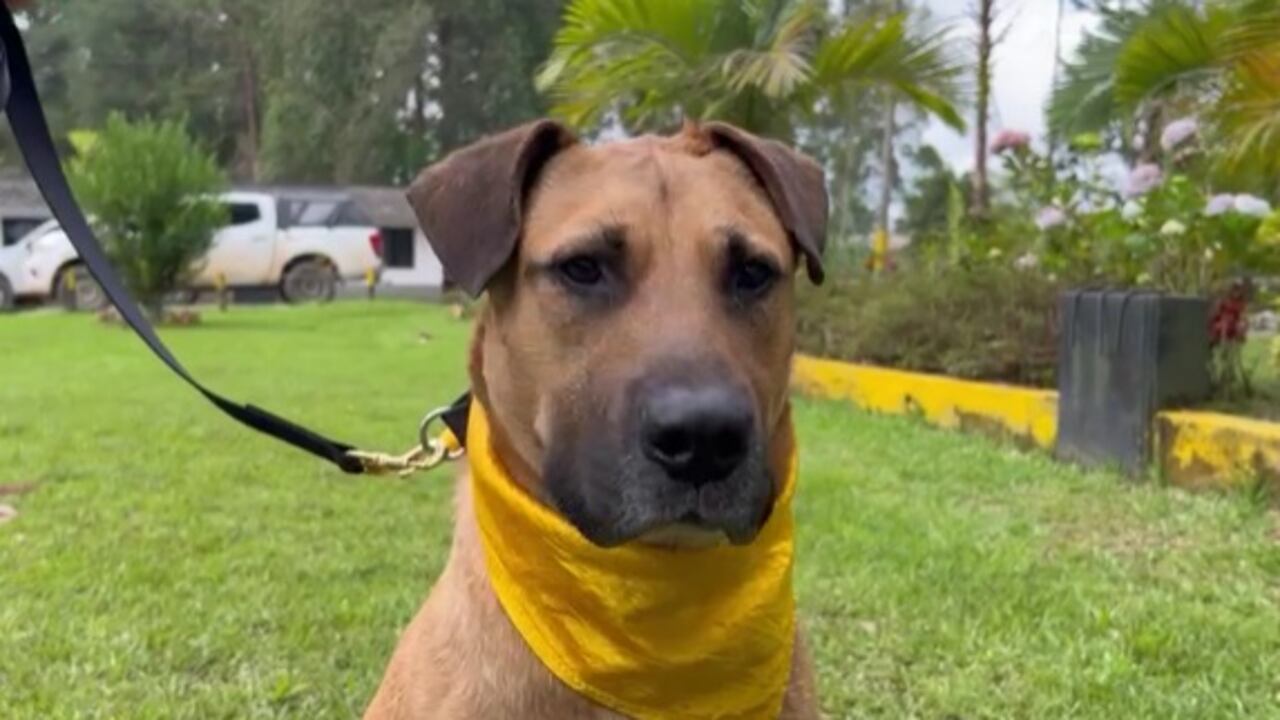 La recuperación de Wilson tardó cinco meses.