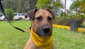 La recuperación de Wilson tardó cinco meses.