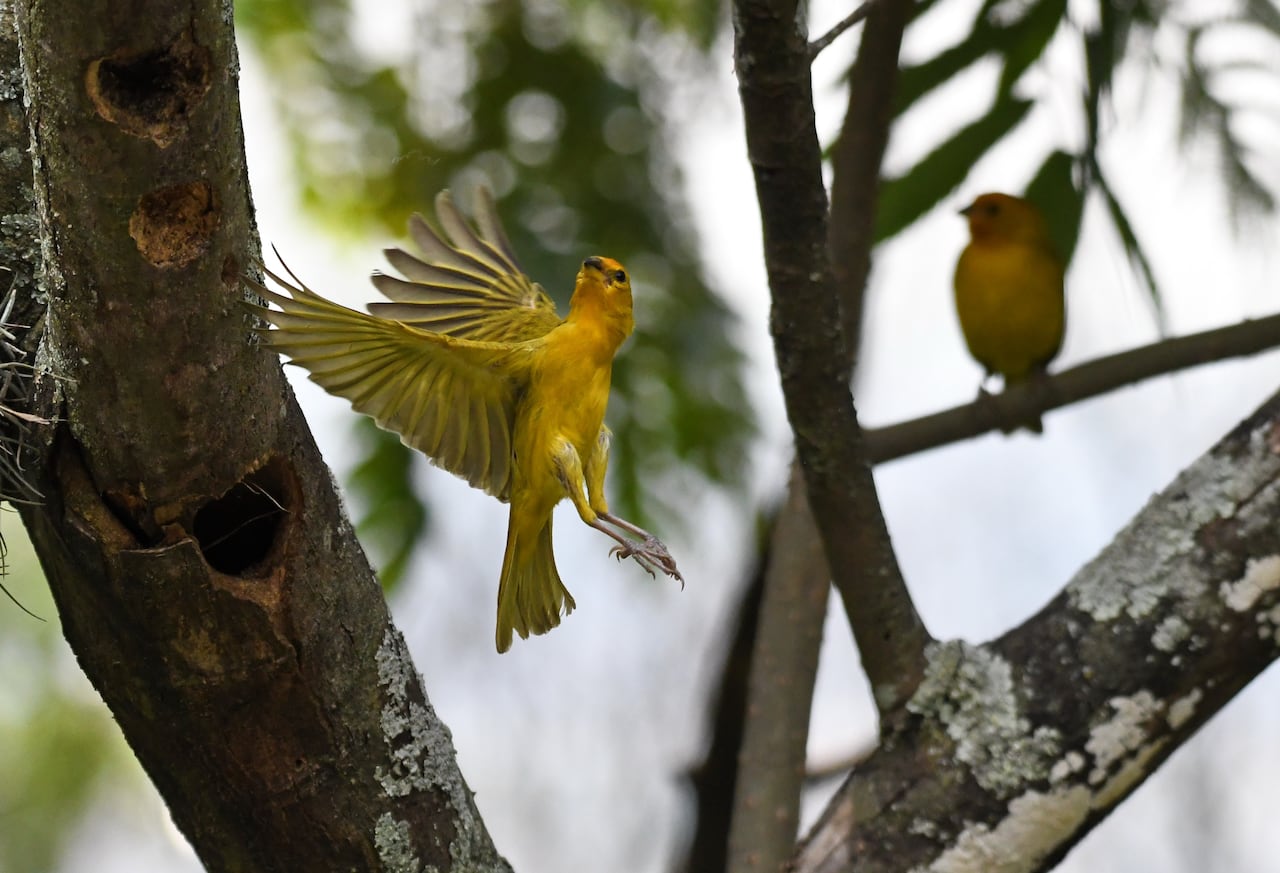 Cali: Al celebrarse hoy el día de las aves migratorias, se realizarán diferentes visitas de avistamientos en la ciudad, principalmente en el segundo tramo de Cristo Rey. Foto José L Guzmán. EL País
