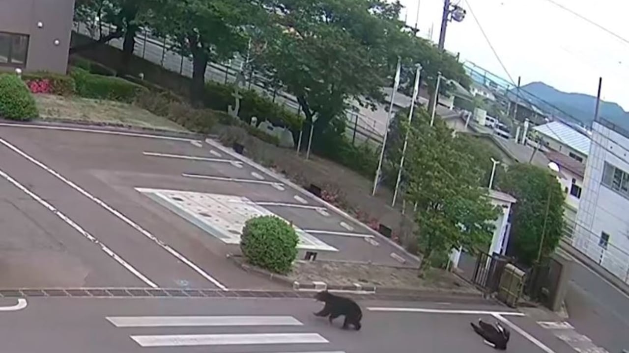 Un oso sembró el pánico este martes en la ciudad de Fukushima tras atacar consecutivamente a cuatro personas en dos complejos industriales y una zona residencial