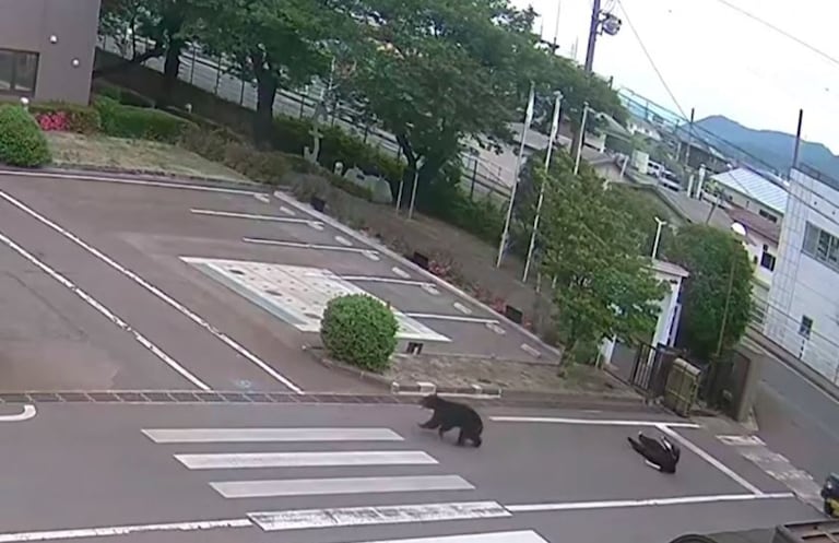 Un oso sembró el pánico este martes en la ciudad de Fukushima tras atacar consecutivamente a cuatro personas en dos complejos industriales y una zona residencial