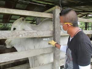 Vacunación contra la fiebre aftosa en el país.