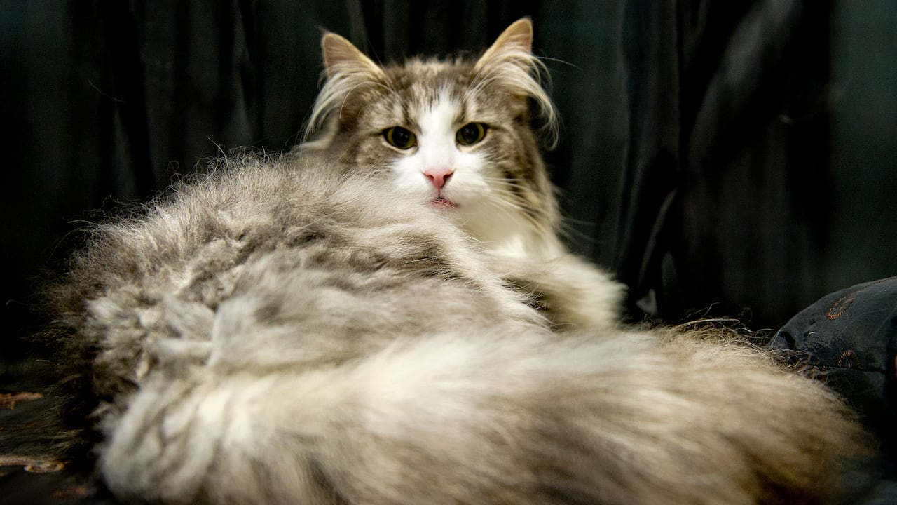 Norwegian Forest, uno de los gatos más bellos del mundo