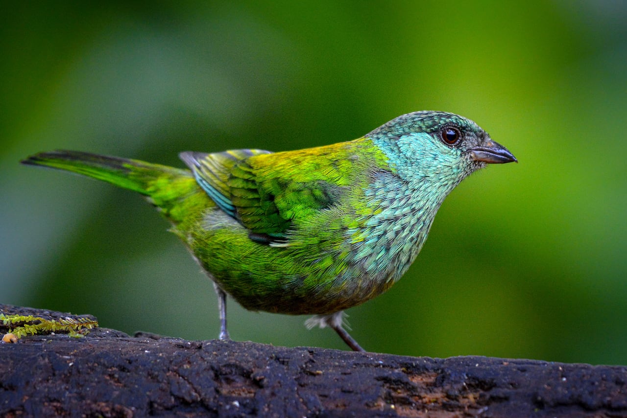 Cali vive la semana de las aves con el Birdfair Colombia Birdfair 2025.