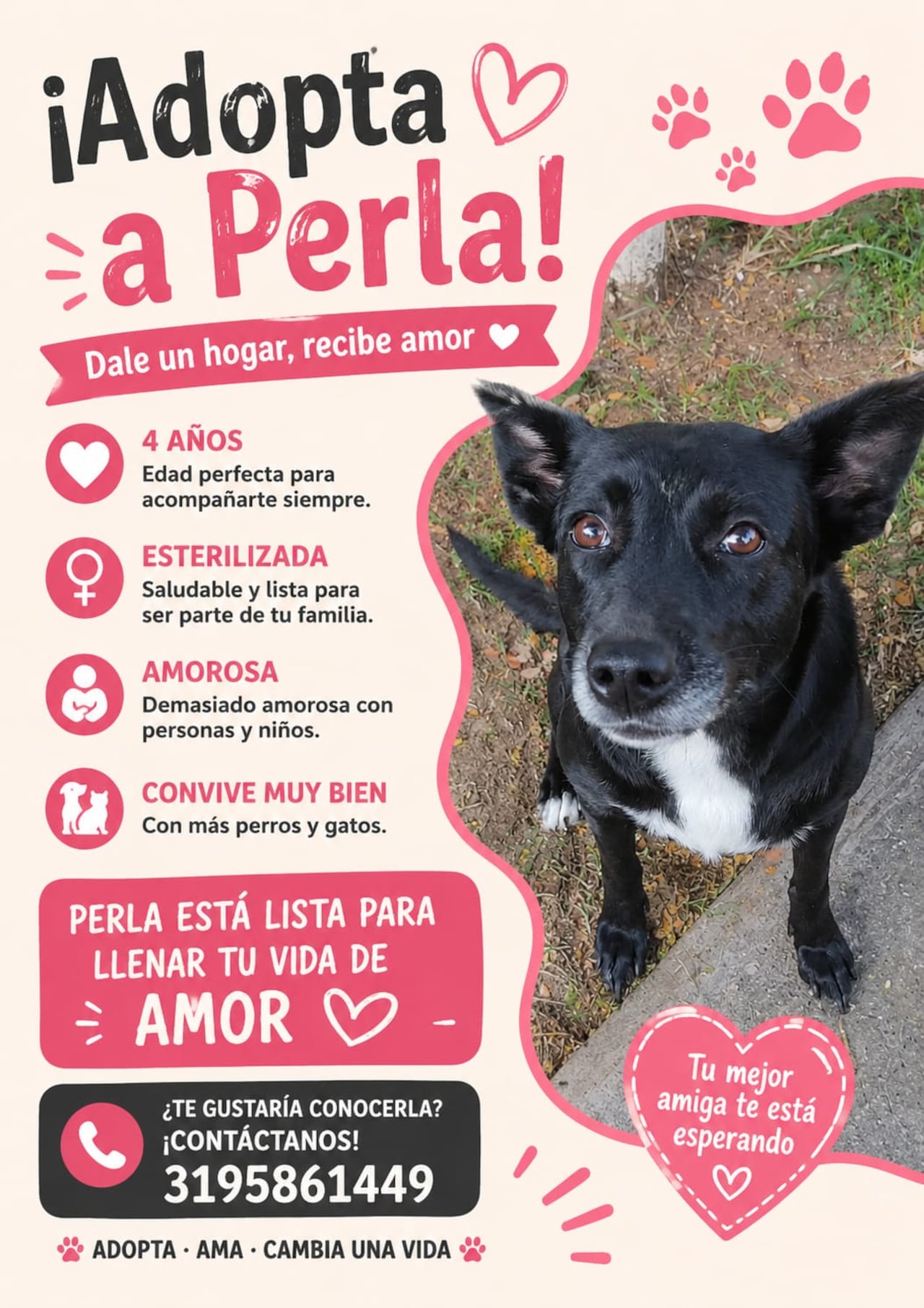 Perla, Sammy y Atena, las tres perritas adultas rescatadas que buscan un hogar definitivo en Cali tras afrontar dificultades de convivencia en su actual vivienda. Las tres mascotas se entregan completamente esterilizadas.
