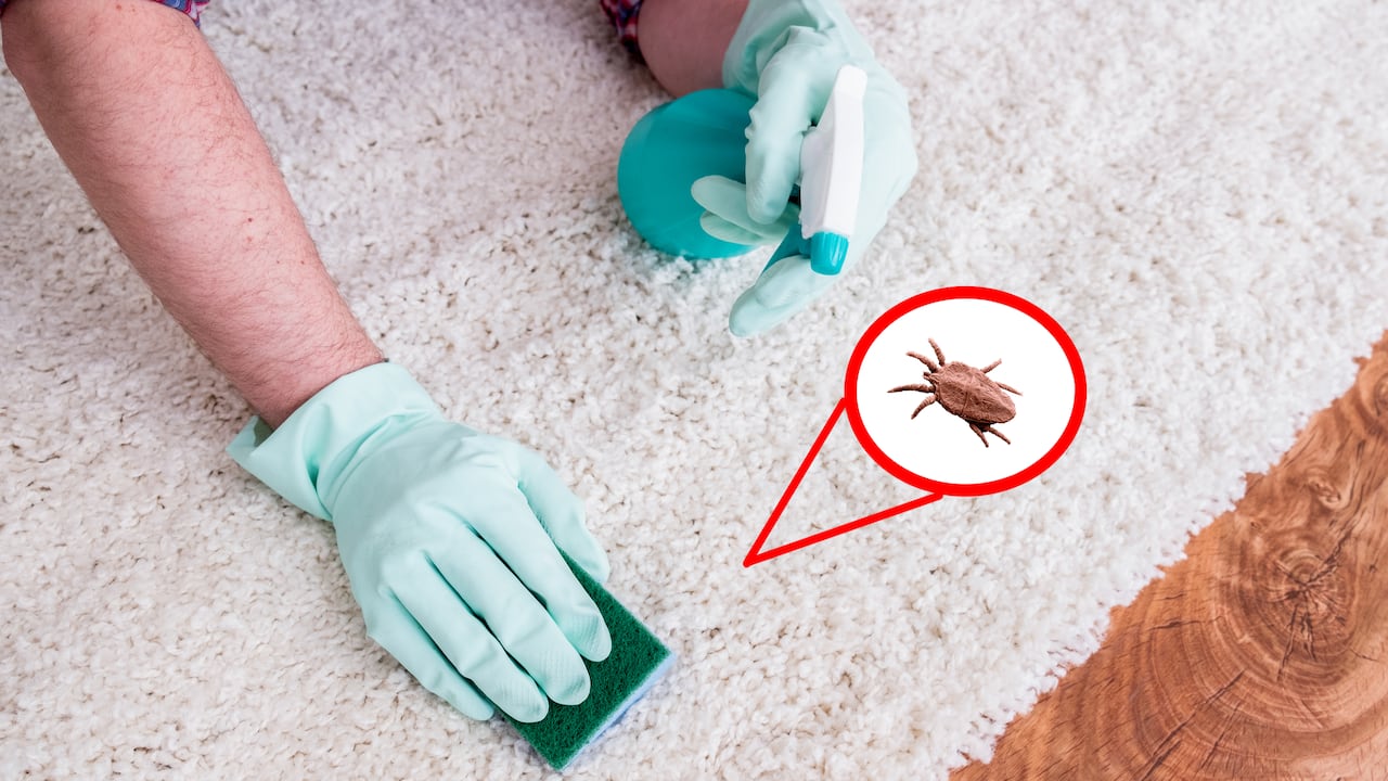 Las pulgas en el hogar se pueden convertir en un problema muy serio si no se atiende.