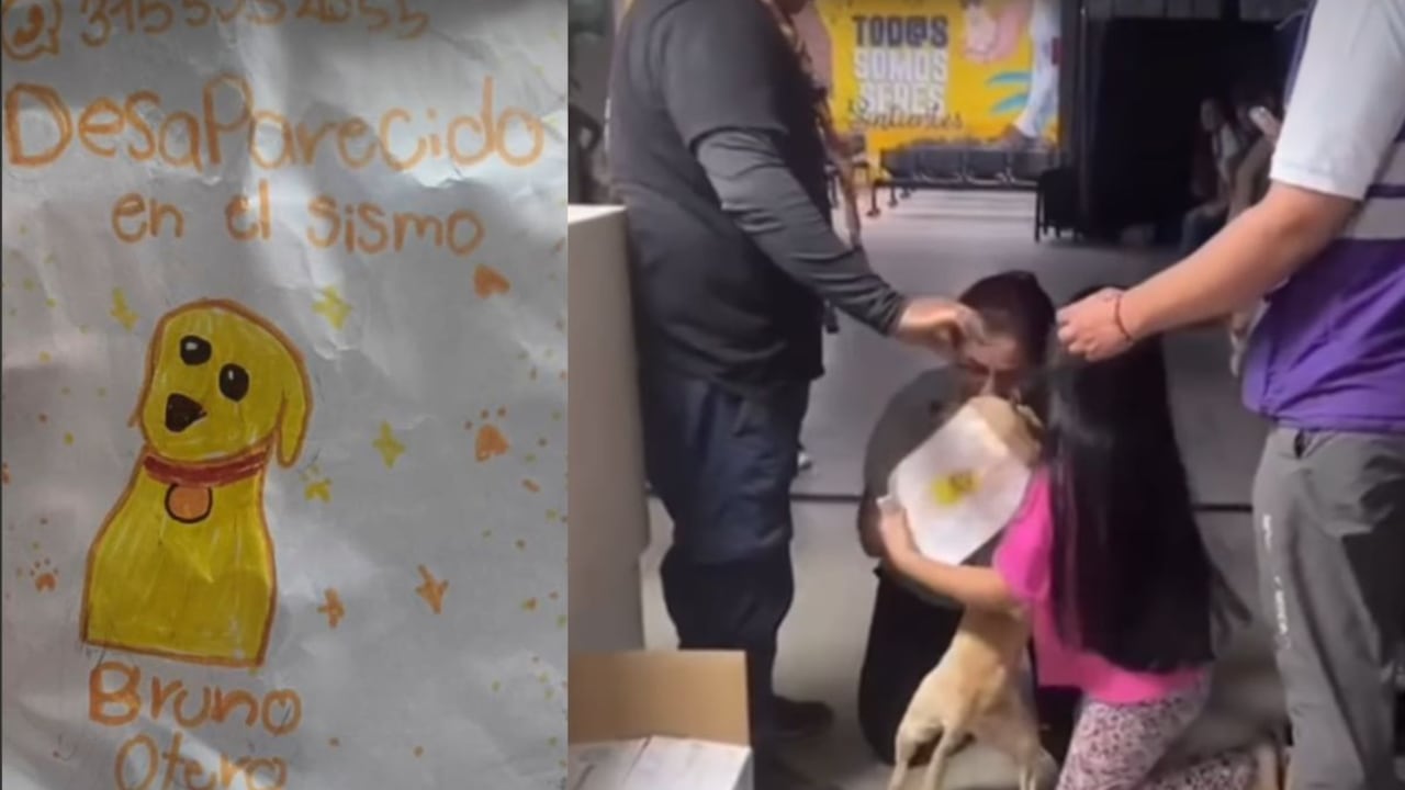 Perrito en Cali