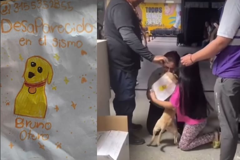 Perrito en Cali
