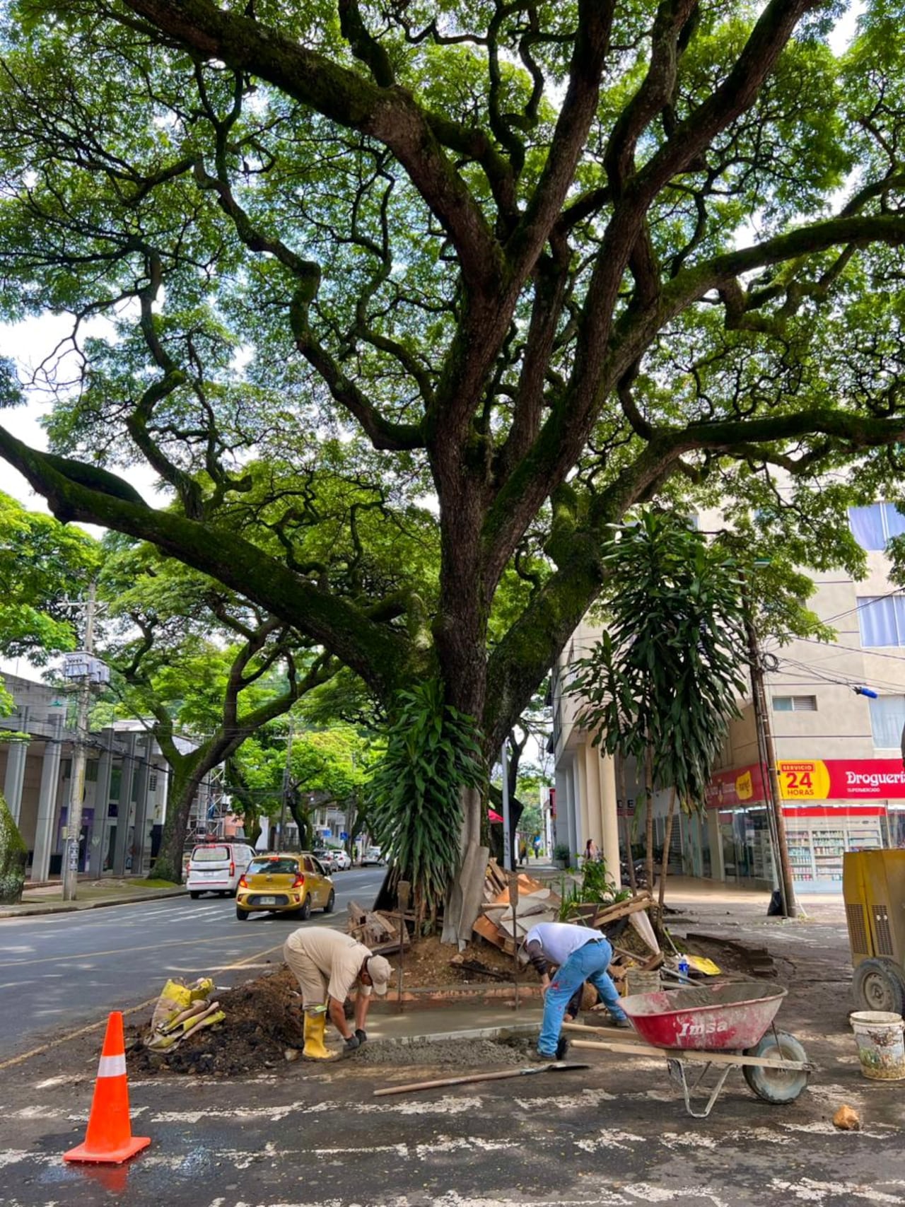 Emcali reconstruyó el muro perimetral y adecuó el tramo vial en la intersección de la Avenida 6 con Calle 25, donde se ubica el tradicional samán del sector San Vicente.