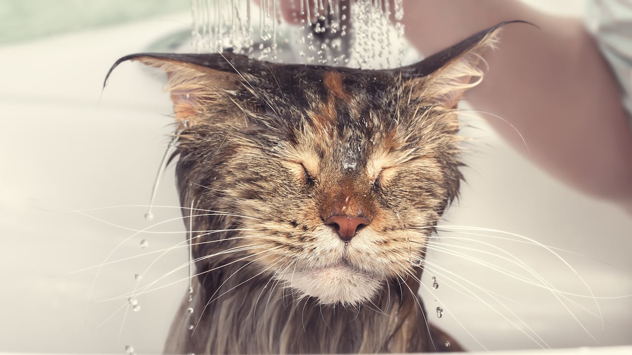 La práctica del "baño de gato" en Colombia ha despertado el interés de muchos, quienes buscan entender su origen y significado en el contexto cultural del país.