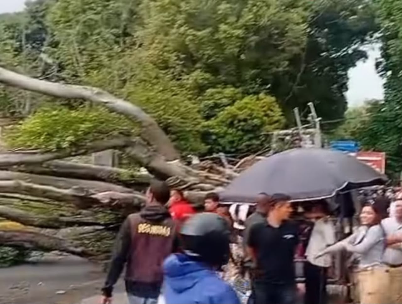 Caída de árbol en el sur de Cali.