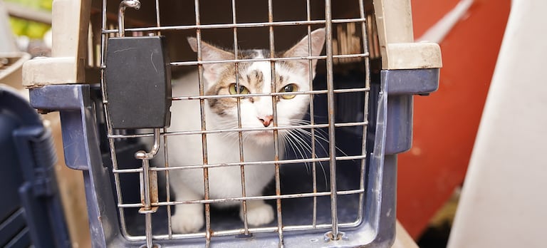 Fue capturada una mujer que mantenía encerrados a perros y gatos sin comida y sin agua en una casa del norte de Cali.