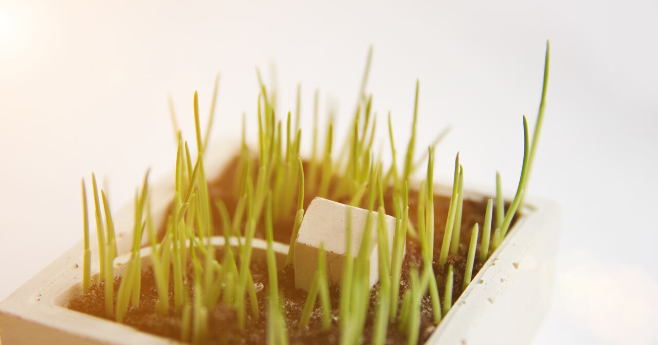 La nepetalactona, el compuesto activo en la hierba gatera, desencadena reacciones fascinantes en los gatos, desde saltos y rodadas hasta un estado de relajación.