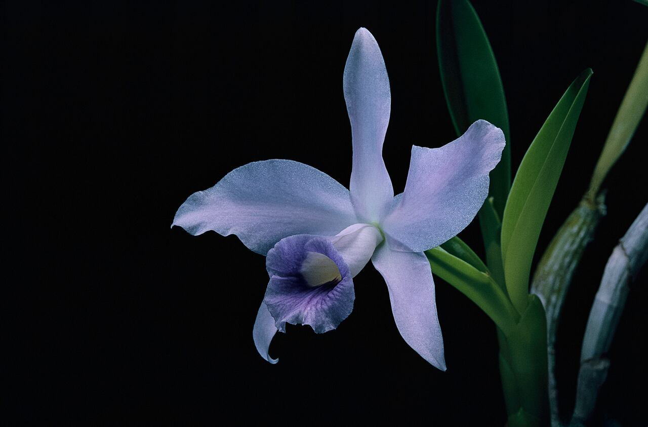 Conozca los pasos precisos para modificar el color de las orquídeas y obtener la deseada tonalidad azul.