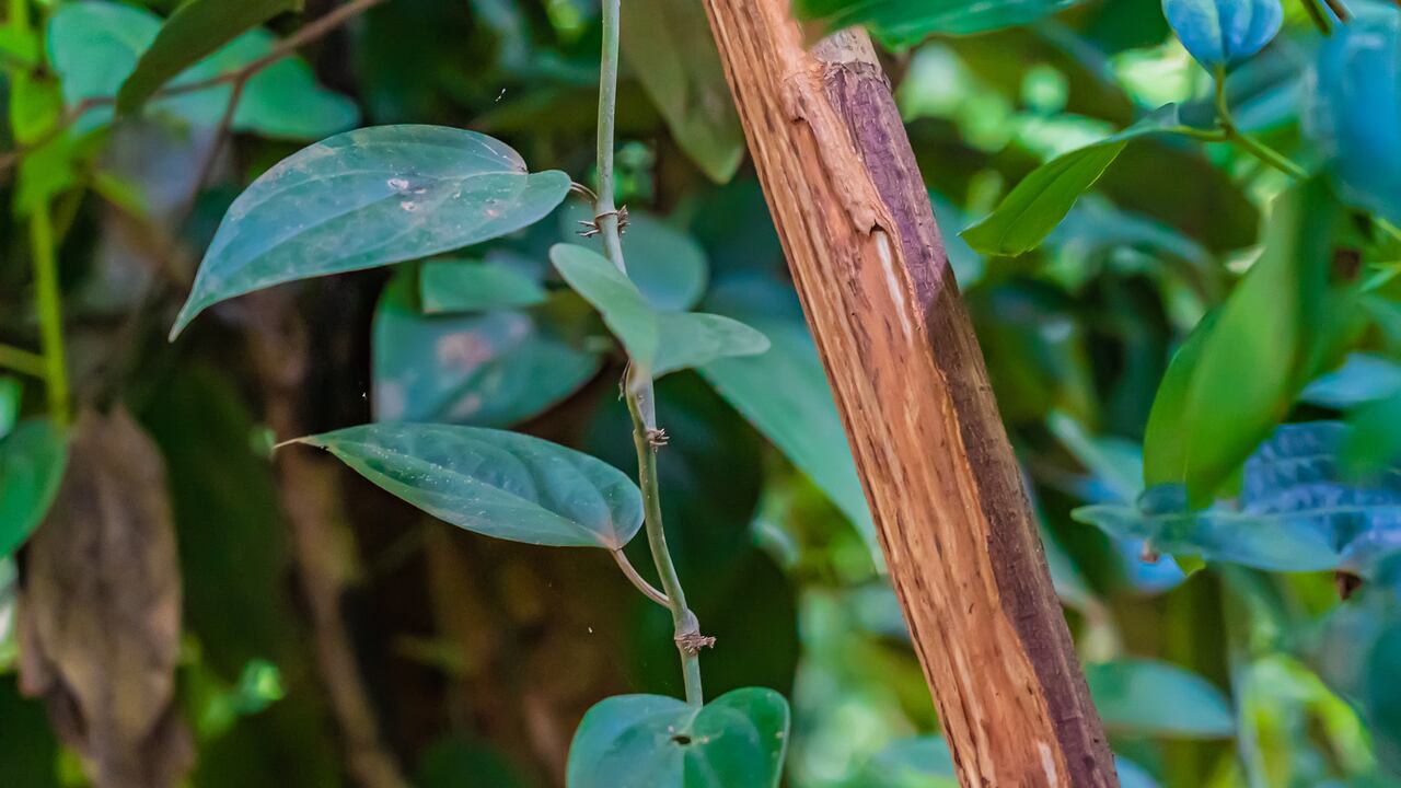 En un mundo donde la conexión con los alimentos se valora cada vez más, cultivar una planta de canela se presenta como una experiencia enriquecedora y satisfactoria.