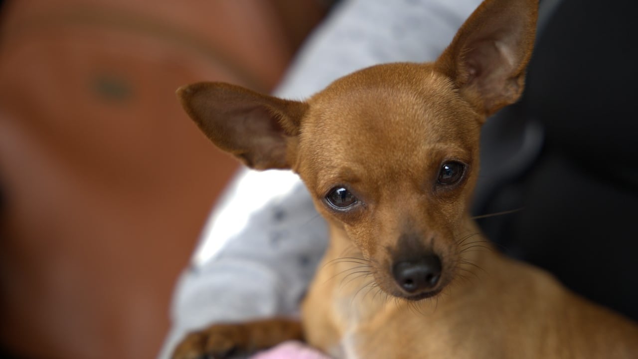 El Centro de Bienestar Animal de Cali, CBA, dio a conocer las medidas que implementa duranta este temporada navideña para proteger a los 120 animales de su albergue, del estrés y daño que genera la pólvora.