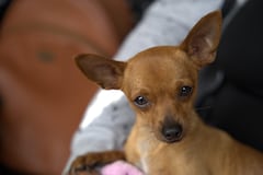 El Centro de Bienestar Animal de Cali, CBA, dio a conocer las medidas que implementa duranta este temporada navideña para proteger a los 120 animales de su albergue, del estrés y daño que genera la pólvora.