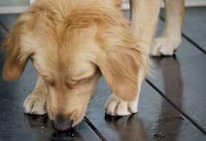 perro lamiendo orines