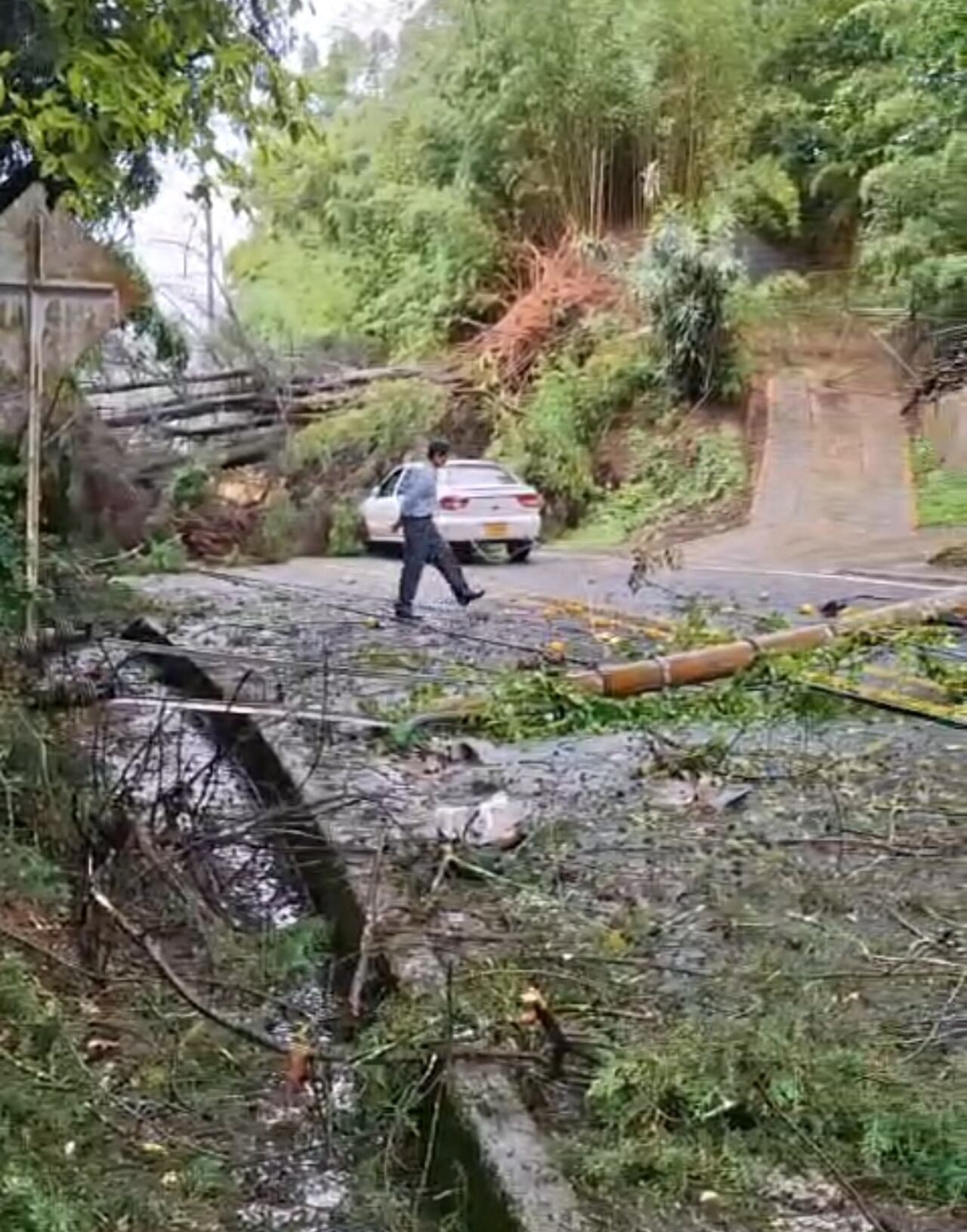 Árbol caído en la Vía al Mar.