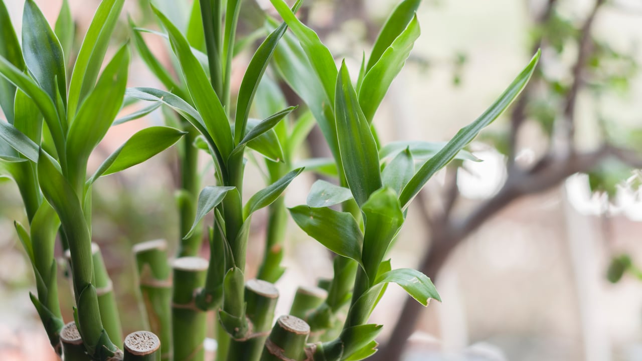 Common names include Sander's dracaena, ribbon dracaena, lucky bamboo, curly bamboo, Chinese water bamboo, Goddess of Mercy's plant and Belgian evergreen.