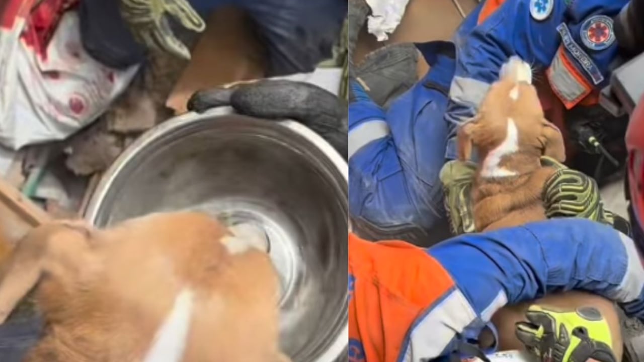 Rescate de Perrita en Cali