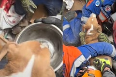 Rescate de Perrita en Cali