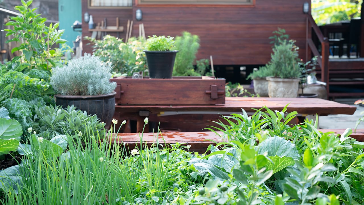 Los mejores lugares de la casa para colocar una planta de romero