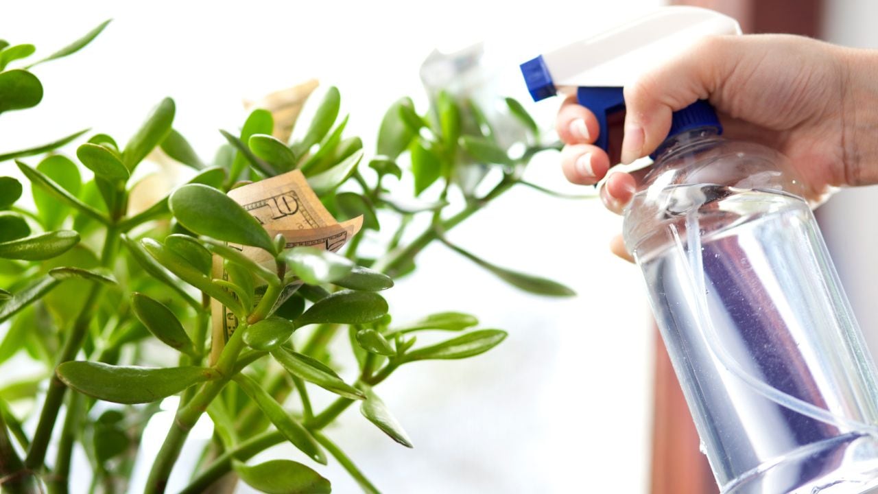 Dónde poner la planta de la alegría.