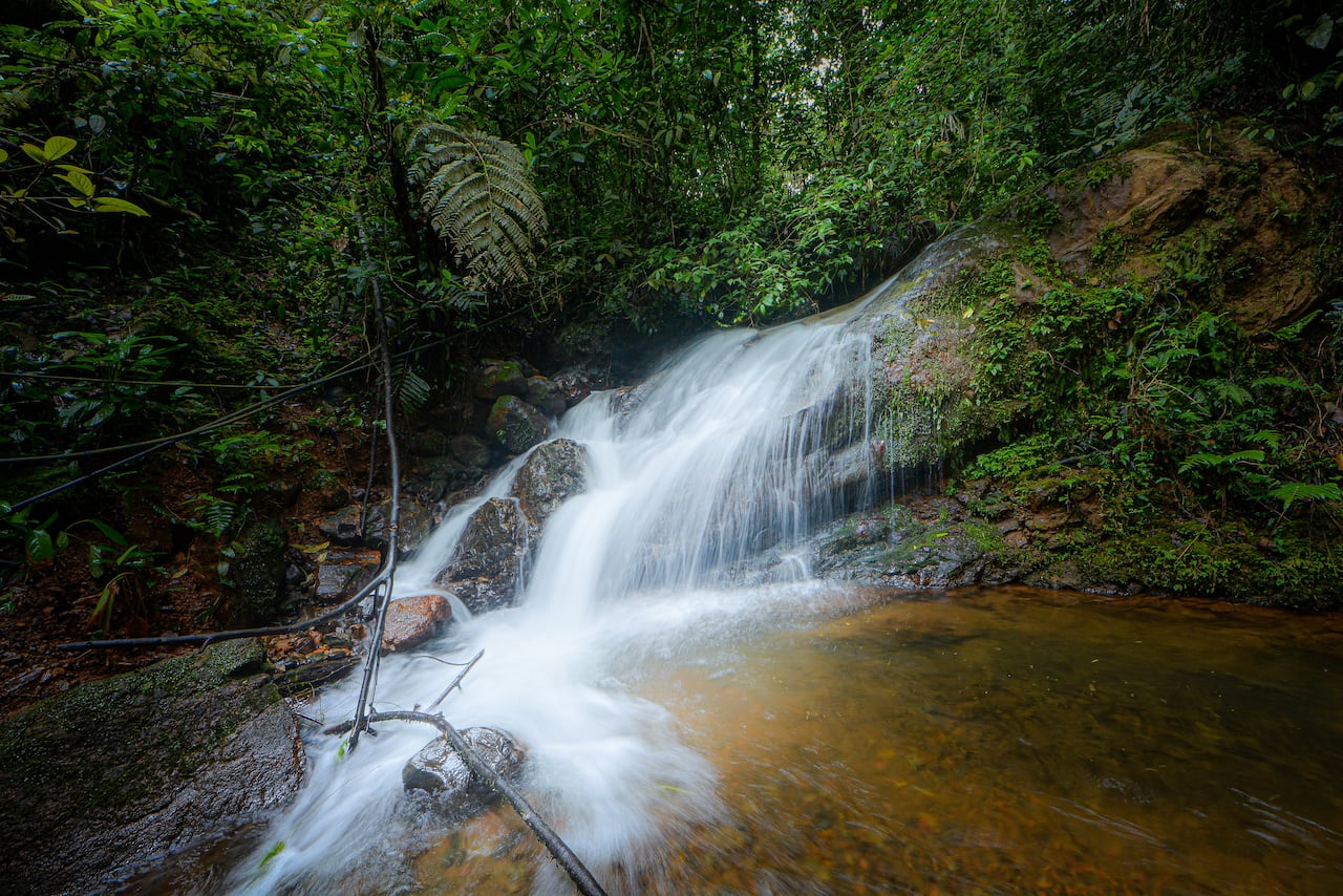 El Bosque de Colibrí, es un lugar que hace parte de la Red de turismo de naturaleza, proyecto que ayuda a emprendedores del sector de Villa Carmelo, en los Farallones de Cali, a ofrecer paquetes turísticos para personas amantes de la naturaleza.