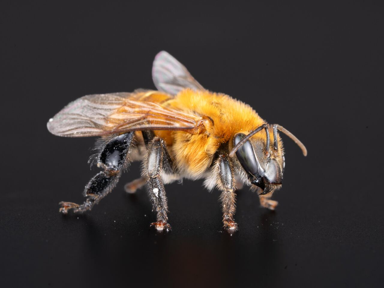 Así luce una de las abejas meliponinas, la cual se puede encontrar en la Reserva Natural Madhú, en El Cerrito, Valle.
