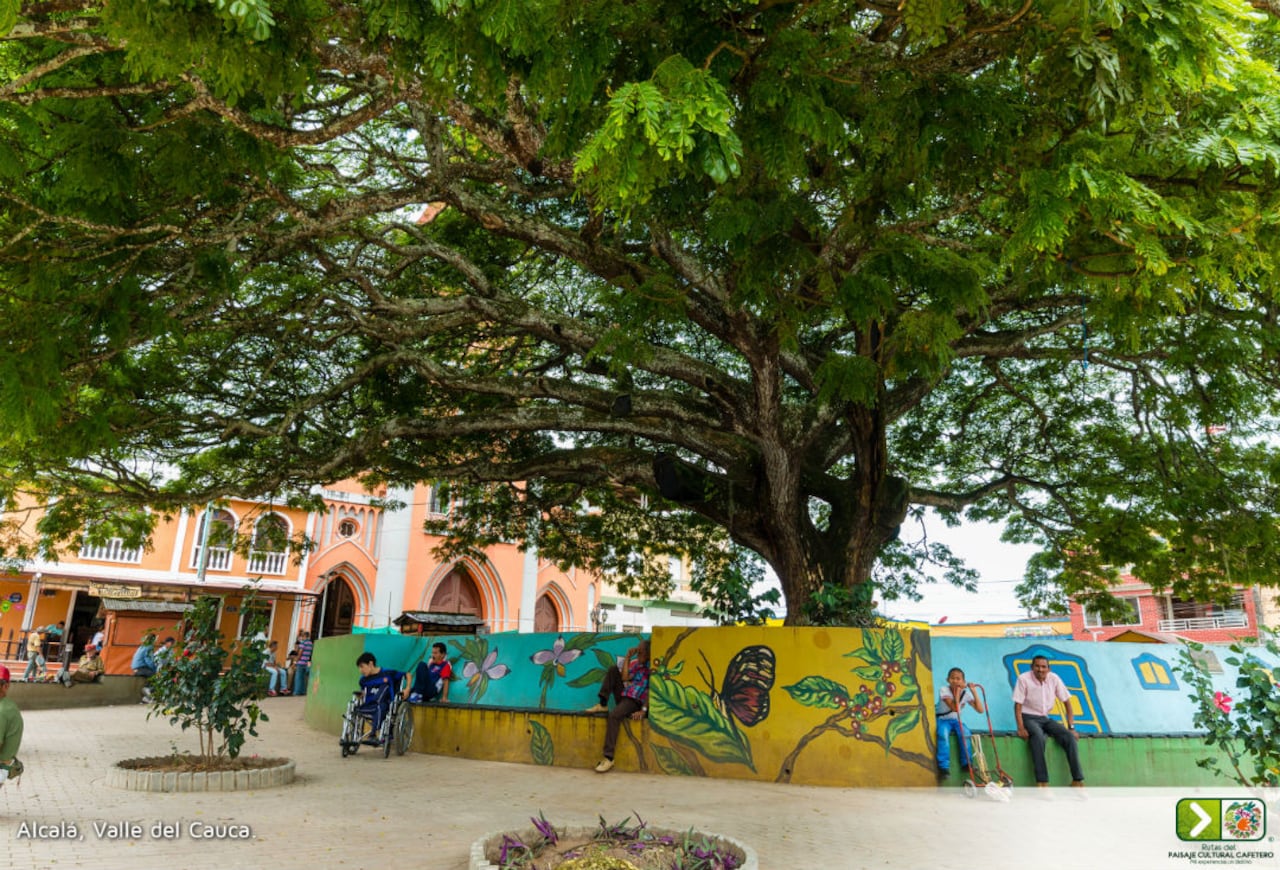 El enorme samán es uno de los principales atractivos de este municipio vallecaucano.