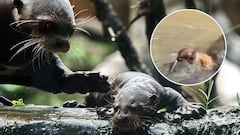 Nutria fue vista en el rio Cali y se robó las miradas de los caleños