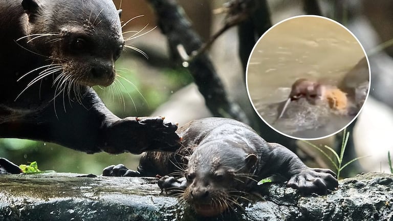 Nutria fue vista en el rio Cali y se robó las miradas de los caleños