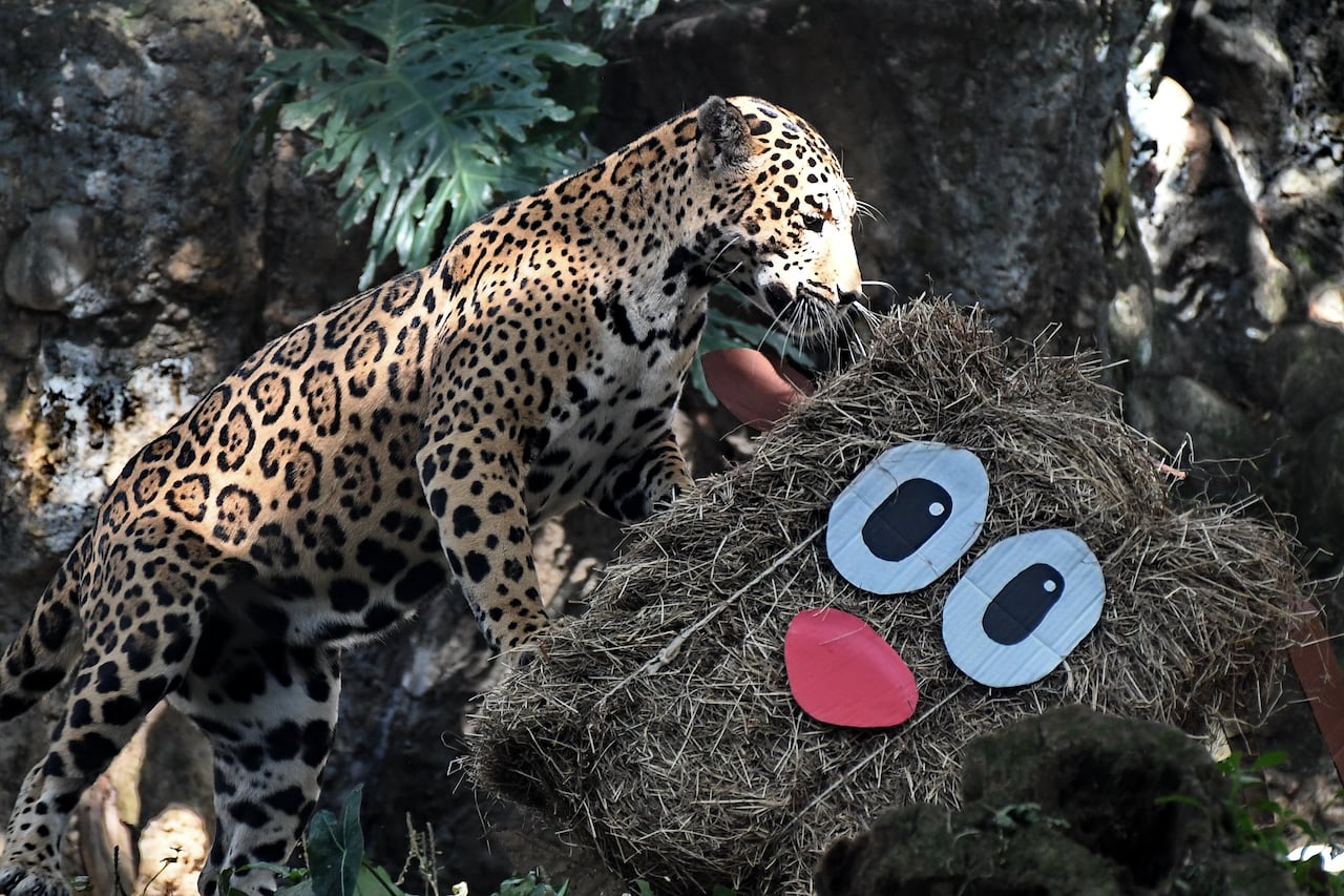 Zoológico de Cali realizó el recorrido especial “Una Navidad con sabor a nuevas oportunidades”, una iniciativa que visibiliza la problemática del tráfico ilegal de fauna silvestre