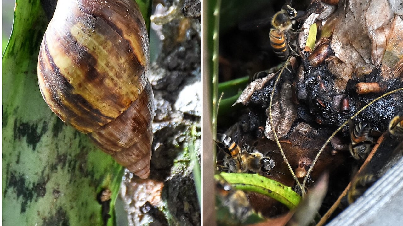 Habitantes del sector reportaron afectaciones a mascotas y expresaron su preocupación por los riesgos sanitarios asociados a la presencia masiva del caracol africano.