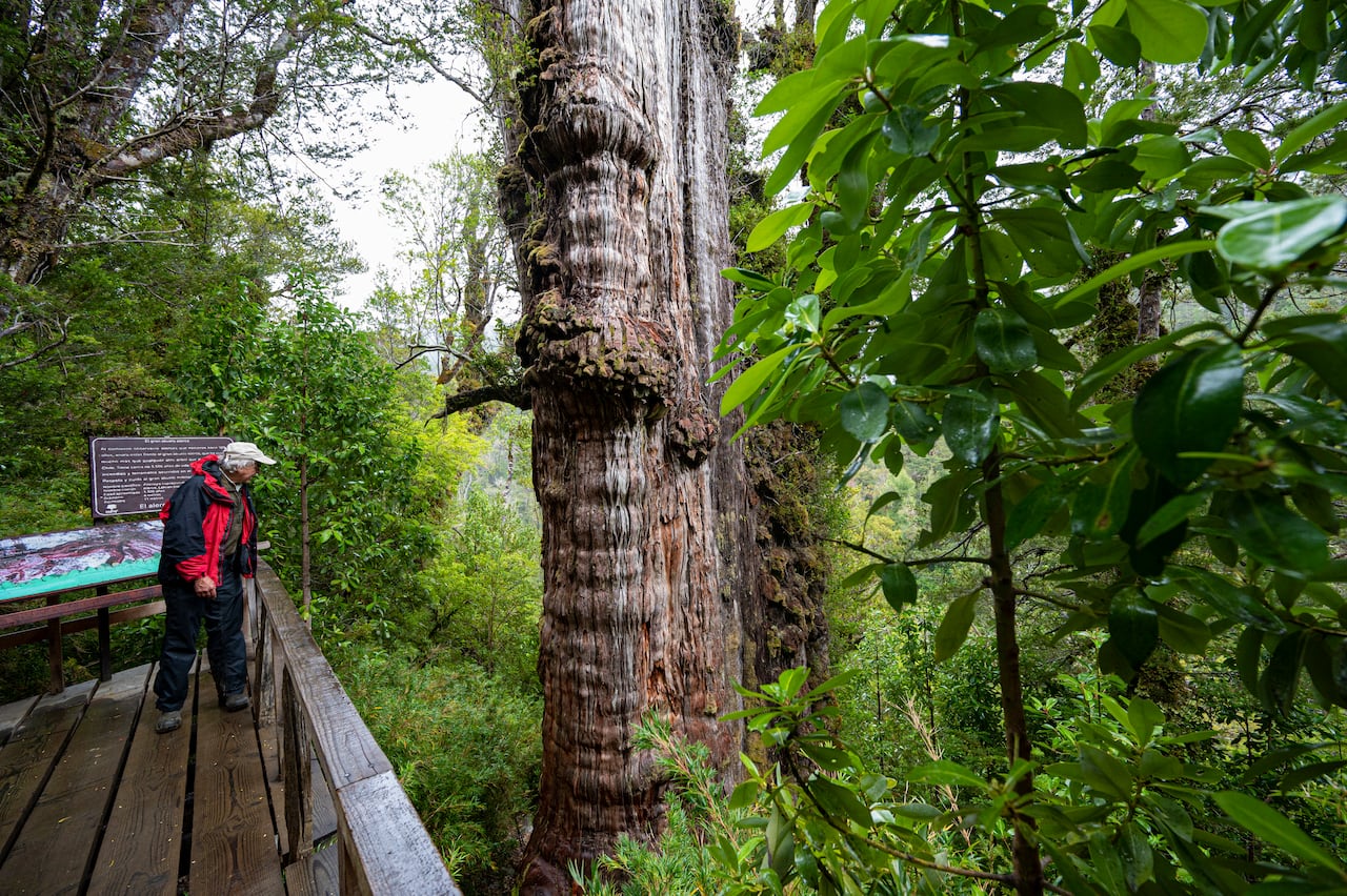 Antonio Lara, a researcher from the laboratory of the Faculty of Science and Climate of the Austral University, observes the "Alerce Milenario" at the Alerce Costero National Park in Valdivia, Chile, taken on April 10, 2023. - In a forest in southern Chile, protected from fires and logging that decimated the species, a giant alerce tree has survived for thousands of years. Scientists see in its trunk a valuable record of how life adapts to the changes on the planet. The 'Great Grandfather' tree, 28 meters tall and four meters in diameter, is in the process of being certified as the oldest on the planet at more than 5,000 years, older than the Methuselah pine of the United States, which was identified as the oldest in the world at 4,850 years. (Photo by MARTIN BERNETTI / AFP)