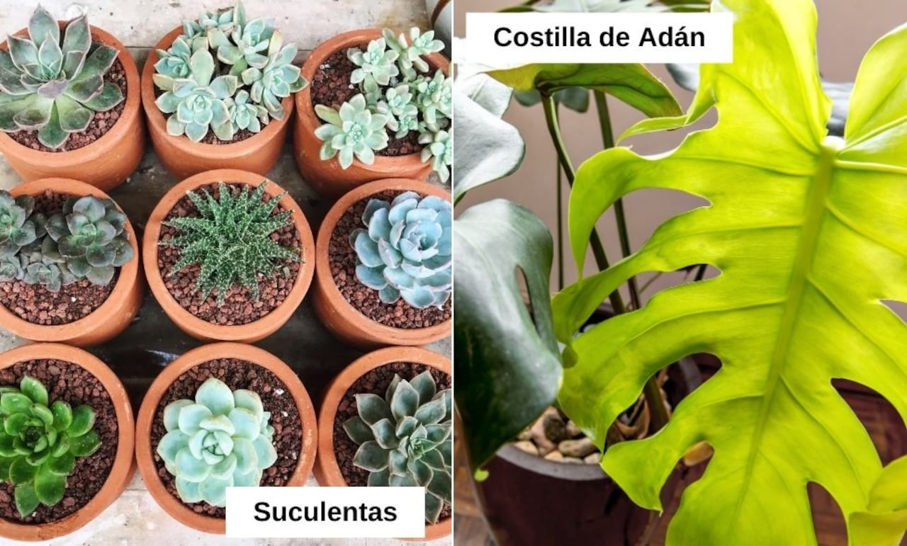 Estas son las plantas ideales para tener al interior del hogar.