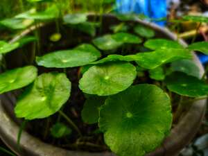 La centella asiática le ofrece diversos beneficios al cuerpo relacionados con la circulación sanguínea.