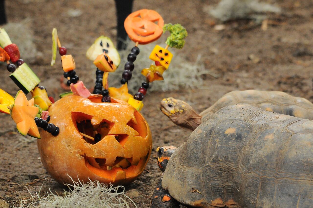 Vé: Mañana de Halloween en el zoológico, una celebración con una dieta balanceada para cada una de diferentes las especies. Foto José L Guzmán. EL País, oct 25-23