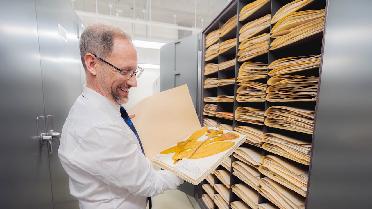 Mauricio Diazgranados muestra un espécimen de planta frailejón de Colombia, uno de los casi 8 millones de especímenes de plantas preservados en el Herbario William y Lynda Steere en el Jardín Botánico de Nueva York. El Dr. Diazgranados es un experto en frailejones.
Foto: NYBG