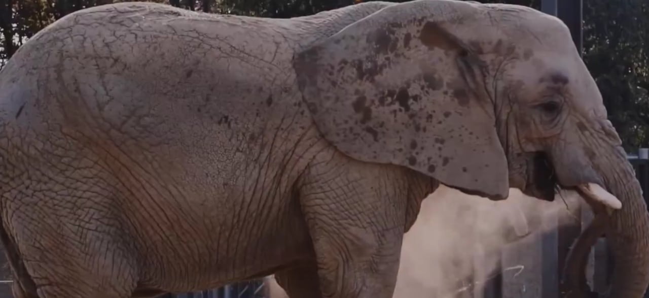 El animal falleció a los 55 años por causas naturales.