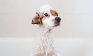 Reacción de los perros al bañarlos.